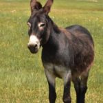 Crise leva argentinos a consumir carne de burro na Patagônia