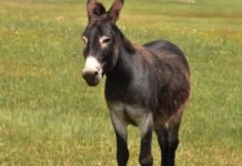 Crise leva argentinos a consumir carne de burro na Patagônia