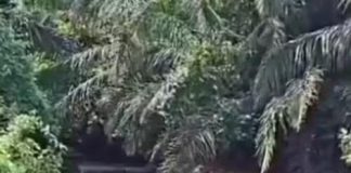 Rompimento em ETE contamina córrego e gera emergência em MT