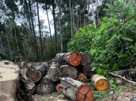 Sema apreende máquinas e aplica multa de R$ 200 mil por extração ilegal em Colniza