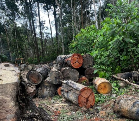 Sema apreende máquinas e aplica multa de R$ 200 mil por extração ilegal em Colniza