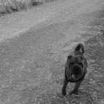 Motociclista sofre fratura após colisão com cachorro na MT-325