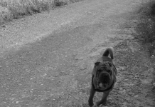 Motociclista sofre fratura após colisão com cachorro na MT-325