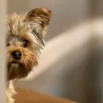 Homem é preso em Colíder após matar cachorro em residência