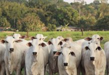 Abate de bovinos cresce e bate recorde no 1º trimestre em MT