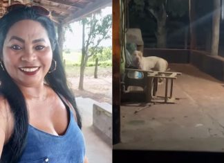 Feminicídio? Ataque de pitbull que matou mulher está sob suspeitas