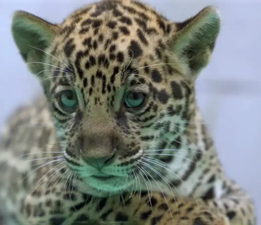 Filhote de onça-pintada recebe nome Xingu no BioParque no Pará