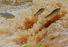 Período de defeso da Piracema será entre 1º de outubro de 2026 e 31 de janeiro de 2027 em MT