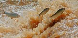 Período de defeso da Piracema será entre 1º de outubro de 2026 e 31 de janeiro de 2027 em MT