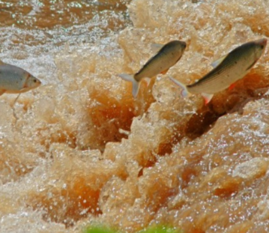 Período de defeso da Piracema será entre 1º de outubro de 2026 e 31 de janeiro de 2027 em MT