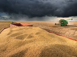 Colheita entra na fase final, mas clima irregular impõe ritmo desigual no campo