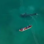 Tubarão-baleia é encontrado preso em rede de pesca no litoral