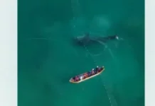 Tubarão-baleia é encontrado preso em rede de pesca no litoral