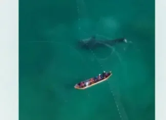 Tubarão-baleia é encontrado preso em rede de pesca no litoral
