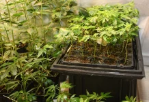 Cannabis medicinal ganha espaço em debate regional na Argentina