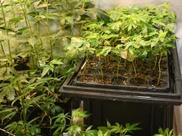 Cannabis medicinal ganha espaço em debate regional na Argentina