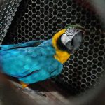 Bombeiros resgatam animais silvestres em Alta Floresta