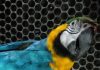 Bombeiros resgatam animais silvestres em Alta Floresta