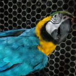 Bombeiros resgatam animais silvestres em Alta Floresta