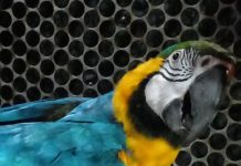 Bombeiros resgatam animais silvestres em Alta Floresta