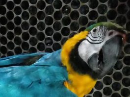 Bombeiros resgatam animais silvestres em Alta Floresta