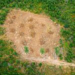 Brasil reduz desmatamento, mas Cerrado segue como mais afetado