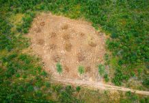 Brasil reduz desmatamento, mas Cerrado segue como mais afetado