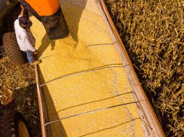 Mato Grosso lidera produção agropecuária do país com projeção de R$ 206 bilhões em 2026