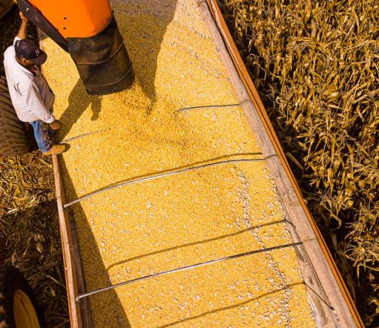 Mato Grosso lidera produção agropecuária do país com projeção de R$ 206 bilhões em 2026