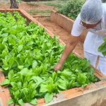 Seduc divulga lista de escolas estaduais contempladas com projeto de hortas em 2026
