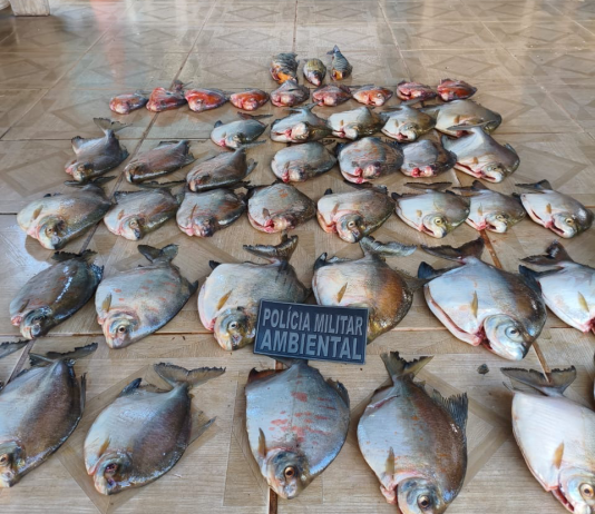 Polícia apreende 33 quilos de peixe ilegal e faz doação para a Apae em MT