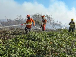 Bombeiros abrem 150 vagas para brigadistas em 29 municípios de MT