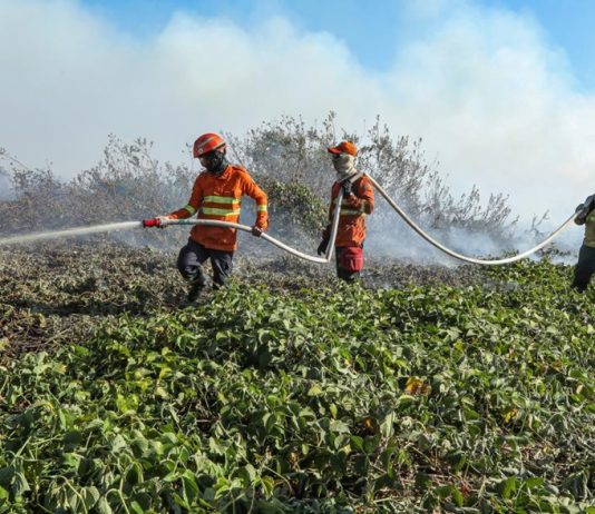 Bombeiros abrem 150 vagas para brigadistas em 29 municípios de MT
