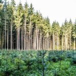TAC proíbe uso de biomassa oriunda de desmatamento em Mato Grosso