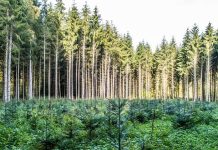 TAC proíbe uso de biomassa oriunda de desmatamento em Mato Grosso