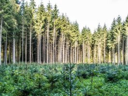 TAC proíbe uso de biomassa oriunda de desmatamento em Mato Grosso