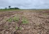 Indea alerta para vazio sanitário da soja já em vigor em MT