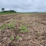 Indea alerta para vazio sanitário da soja já em vigor em MT