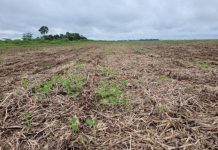 Indea alerta para vazio sanitário da soja já em vigor em MT