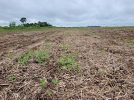 Indea alerta para vazio sanitário da soja já em vigor em MT