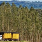 Mato Grosso ajusta regras e endurece uso de biomassa de origem nativa