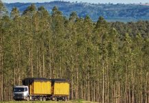 Mato Grosso ajusta regras e endurece uso de biomassa de origem nativa
