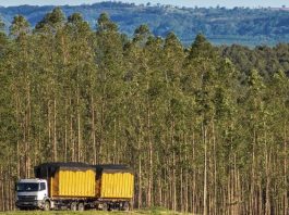 Mato Grosso ajusta regras e endurece uso de biomassa de origem nativa