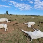 Frio intenso provoca morte de mais de 80 bovinos em fazendas