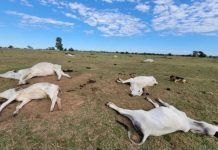 Frio intenso provoca morte de mais de 80 bovinos em fazendas