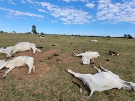 Frio intenso provoca morte de mais de 80 bovinos em fazendas