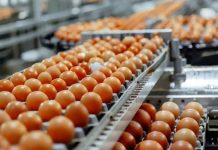 Empresa com unidade em MT será a primeira do Brasil a exportar ovos para a Coreia do Sul