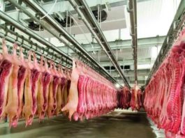 Carne suína ganha espaço como opção saudável na merenda escolar