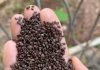 Inseticida natural desenvolvido pela Unemat de Alta Floresta avança contra praga agrícola