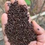 Inseticida natural desenvolvido pela Unemat de Alta Floresta avança contra praga agrícola
